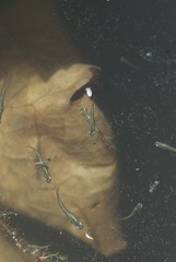 Cnesterodon decemmaculatus