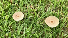 Chlorophyllum molybdites