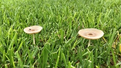 Chlorophyllum molybdites