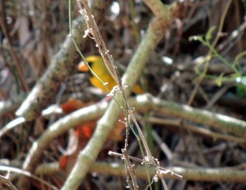 Northern Cardinal photographed in Florida