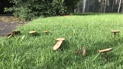Chlorophyllum molybdites
