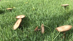 Chlorophyllum molybdites