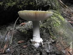 Amanita toxica