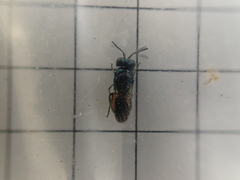 Pseudomalus triangulifer