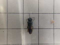 Pseudomalus triangulifer