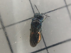 Pseudomalus triangulifer