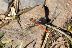 Sympetrum nigrifemur