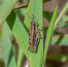 Dichroplus fuscus