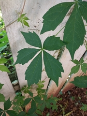Parthenocissus quinquefolia