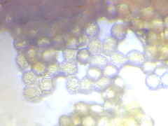 Oligonema persimile