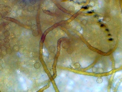 Oligonema persimile
