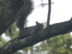 Sciurus stramineus