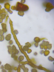 Oligonema persimile