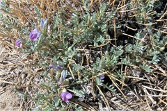 Astragalus humillimus