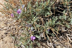 Astragalus humillimus