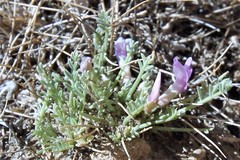 Astragalus humillimus