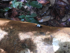 Cypherotylus camelus
