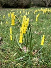 Narcissus cyclamineus