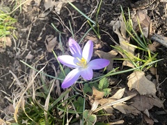 Crocus