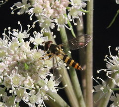 Meliscaeva cinctella image