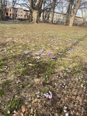 Crocus