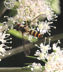 Meliscaeva cinctella image