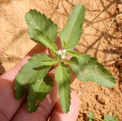 Croton glandulosus septentrionalis