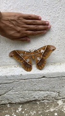 Rothschildia hesperus