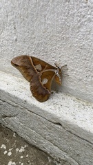 Rothschildia hesperus