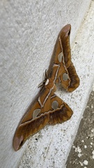 Rothschildia hesperus
