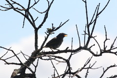 Embernagra longicauda