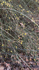 Jasminum nudiflorum