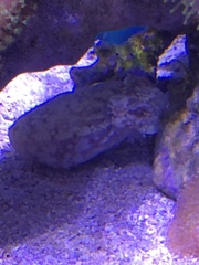 Sepia bandensis