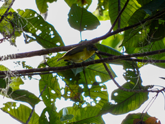 Euphonia hirundinacea