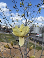 Magnolia