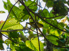 Euphonia hirundinacea