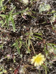 Microseris douglasii