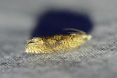 Eucosma ochrocephala