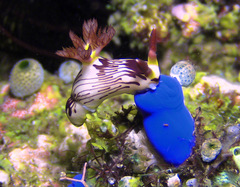 Nembrotha