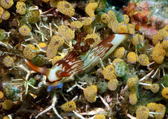 Nembrotha