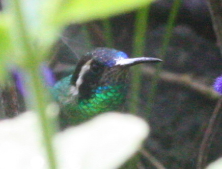 Basilinna leucotis