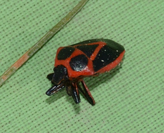 Perillus strigipes