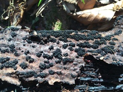 Ruzenia spermoides