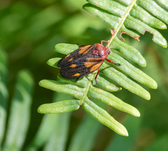 Mahanarva rubropicta