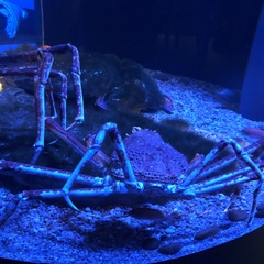 Macrocheira kaempferi