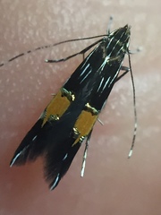 Cosmopterix attenuatella