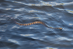 Nerodia fasciata pictiventris image
