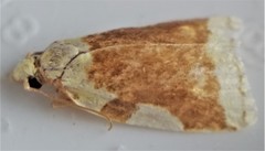 Cenopis niveana