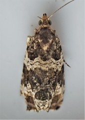 Olethreutes versicolorana