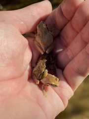 Pseudacris hypochondriaca